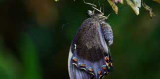 Czy od siedzenia rośnie pupa?